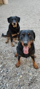 photo de deux chiens