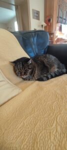 photo d'un chat aveugle