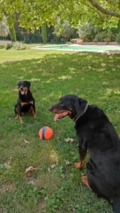 photo de deux chiens