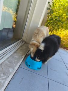 photo de deux chiens