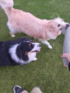 photo de deux chiens